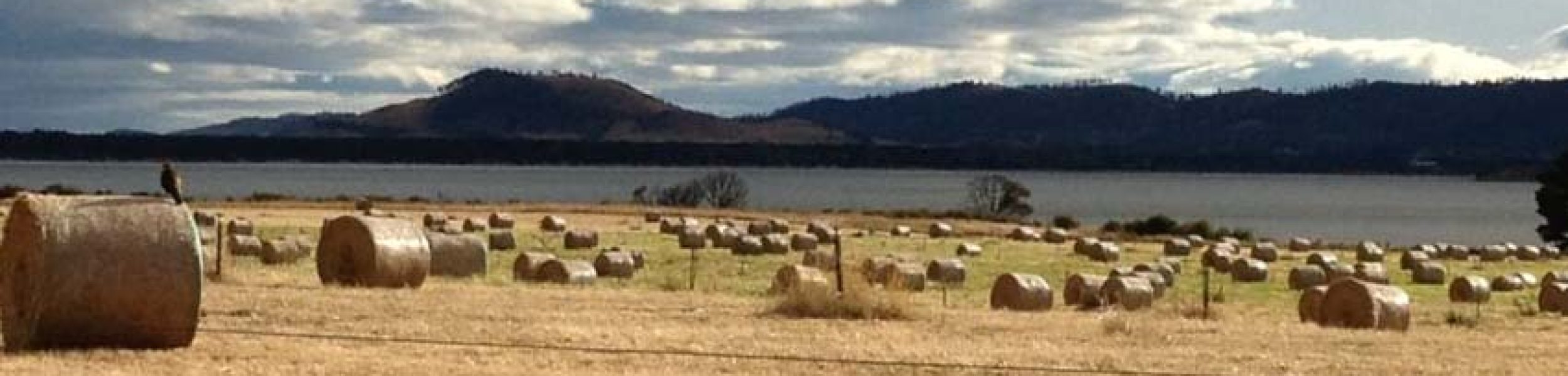 bg-Hay-field-in-Tassie